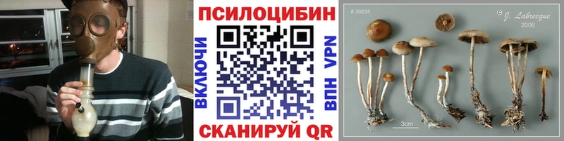 Псилоцибиновые грибы Cubensis  Михайловск 